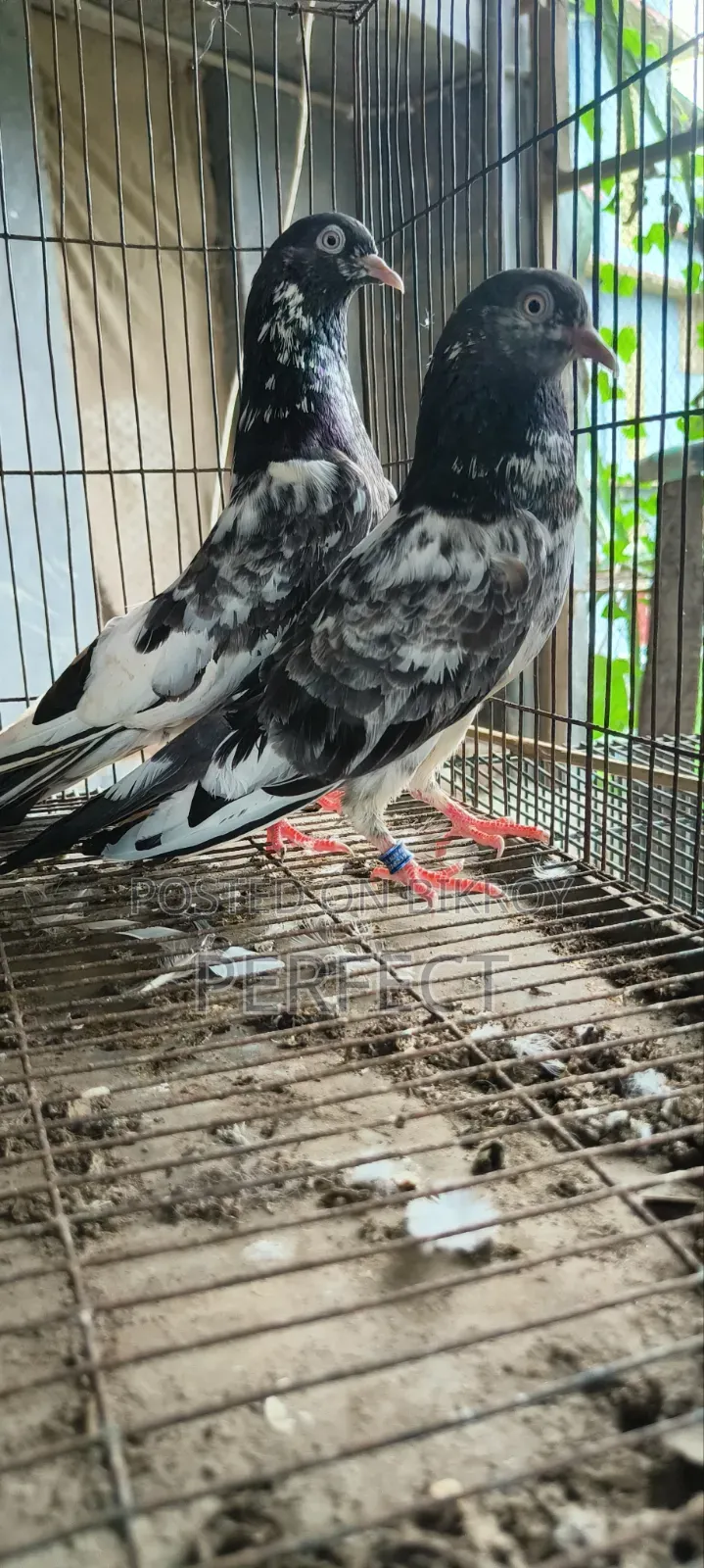 Pakistan Royal, Jonsira, Teddy Pigeon