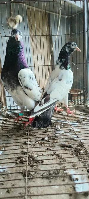 Pakistan Royal, Jonsira, Teddy Pigeon