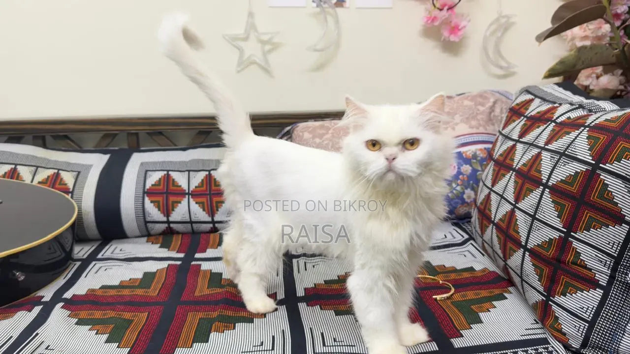 1+ Year Female Purebred Persian Cat