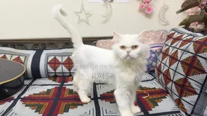 1+ Year Female Purebred Persian Cat