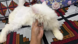 1+ Year Female Purebred Persian Cat