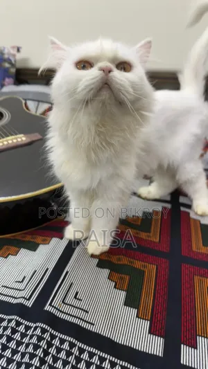 1+ Year Female Purebred Persian Cat
