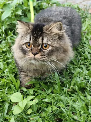 6-12 Months Male Purebred Persian