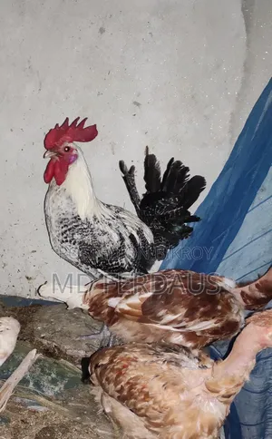মিশরীয় ফাওমি ব্রিডার মোরগ