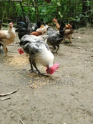 মিশরীয় ফাওমি ব্রিডার মোরগ