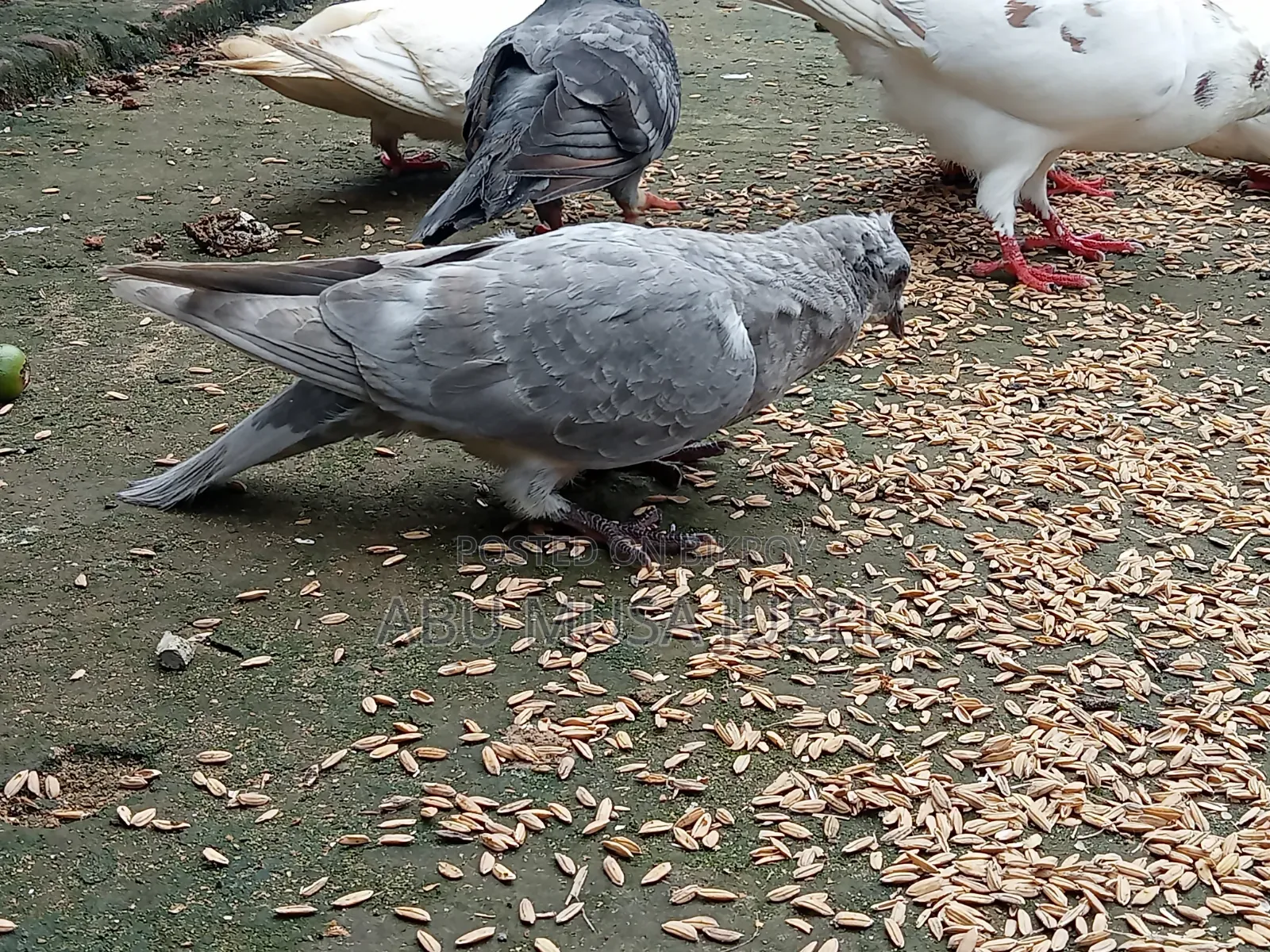 Sale Pigeon Baby