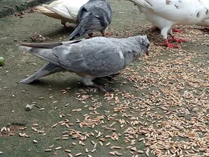 Sale Pigeon Baby