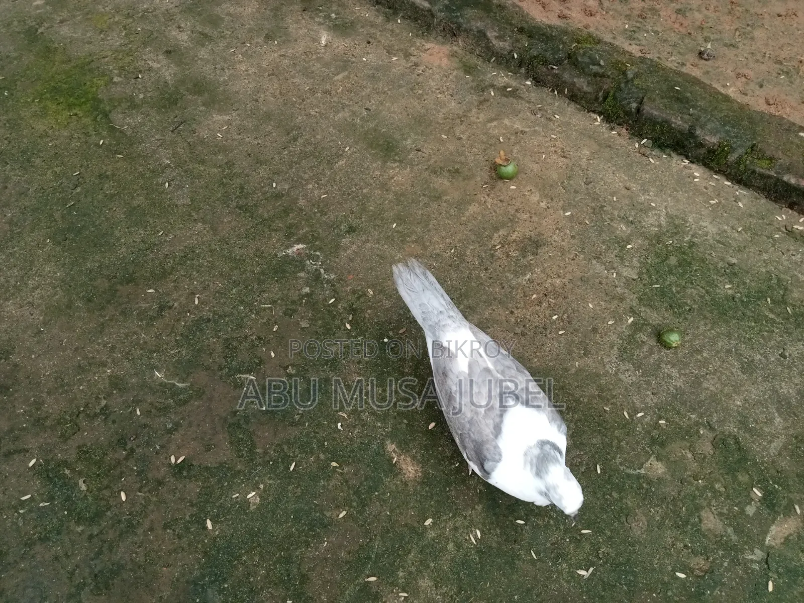 Sale Pigeon Baby