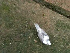 Sale Pigeon Baby