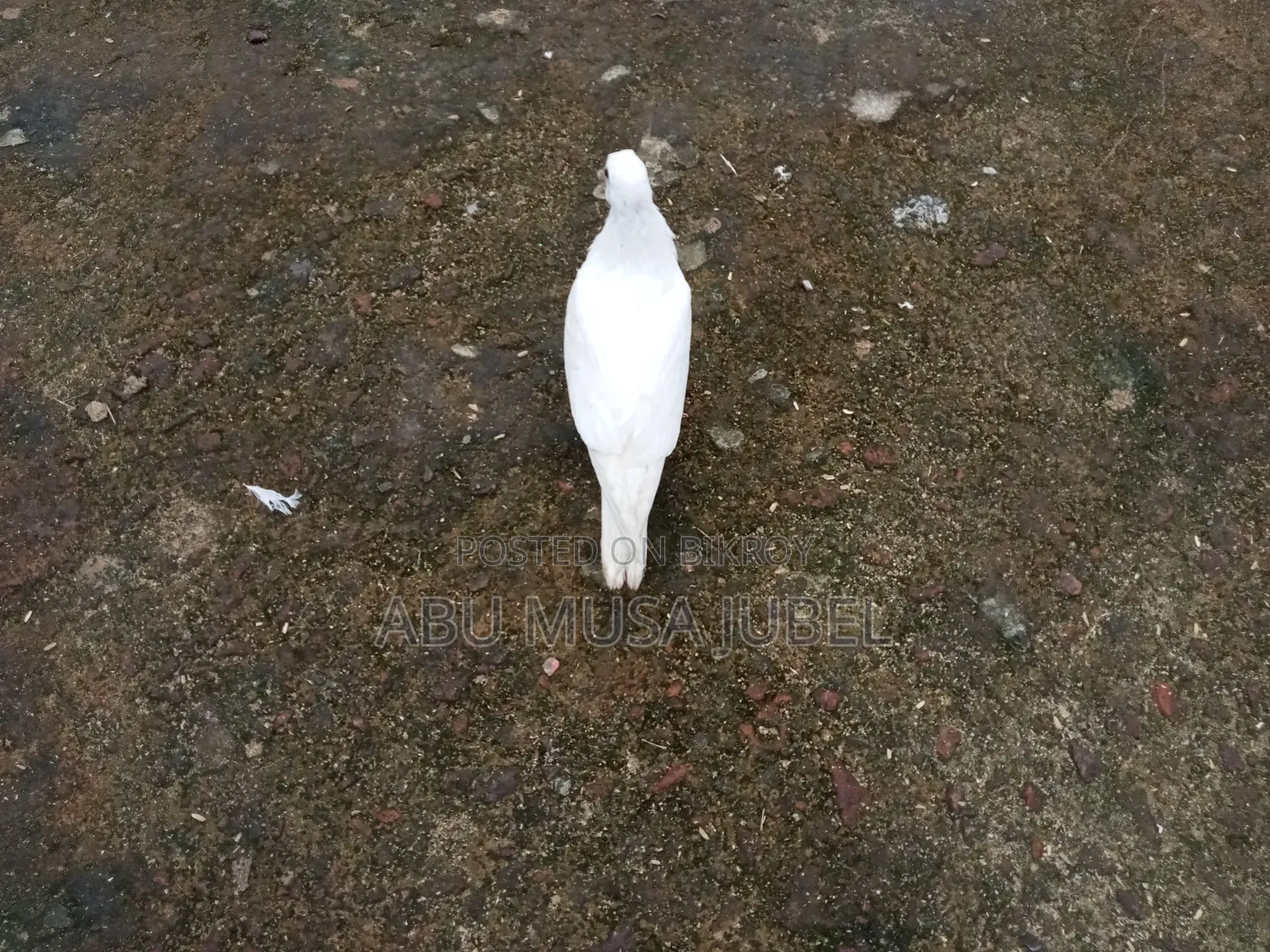 Sale Pigeon Baby