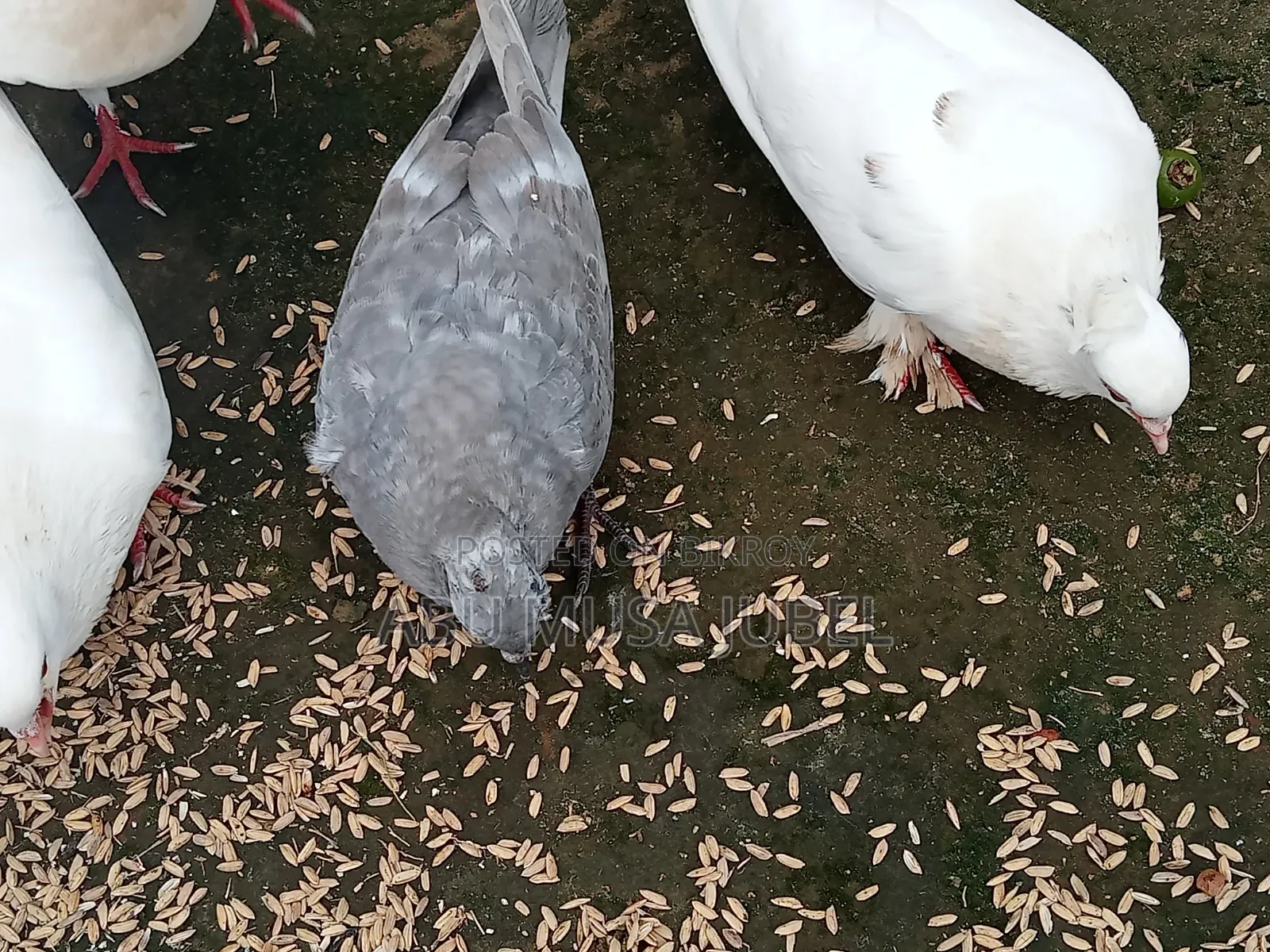 Sale Pigeon Baby