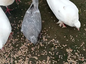 Sale Pigeon Baby