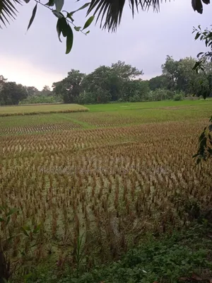 হাউজিং আবাসন প্রকল্পের প্লট নয়, কিনুন সরেজমিনে দেখা বাস্তব লোকাল জমি