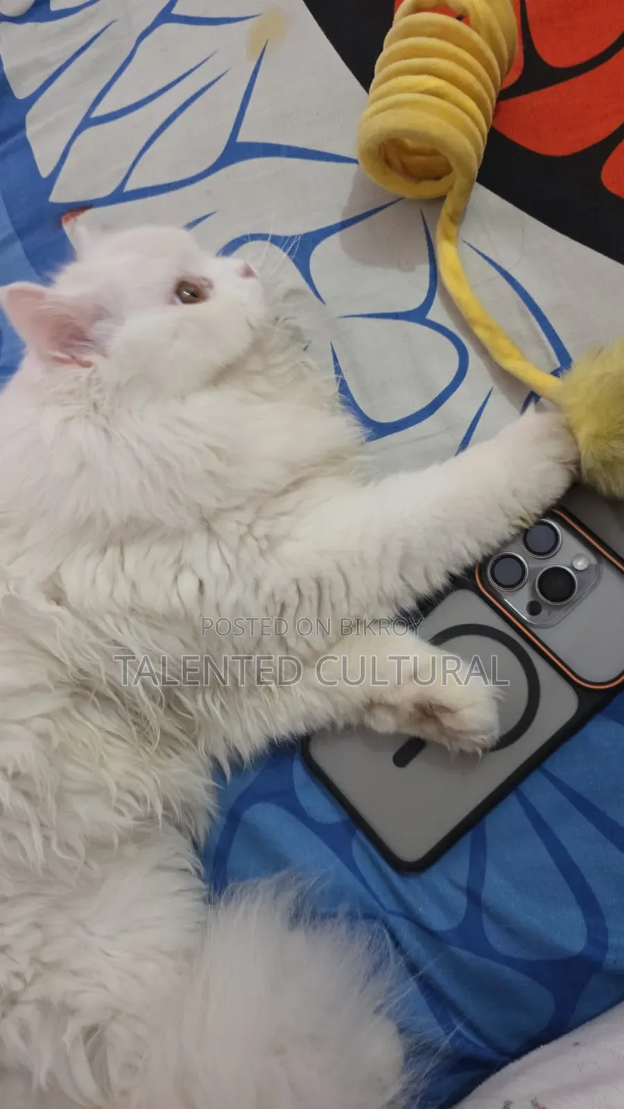 3-6 Months Female Purebred Persian