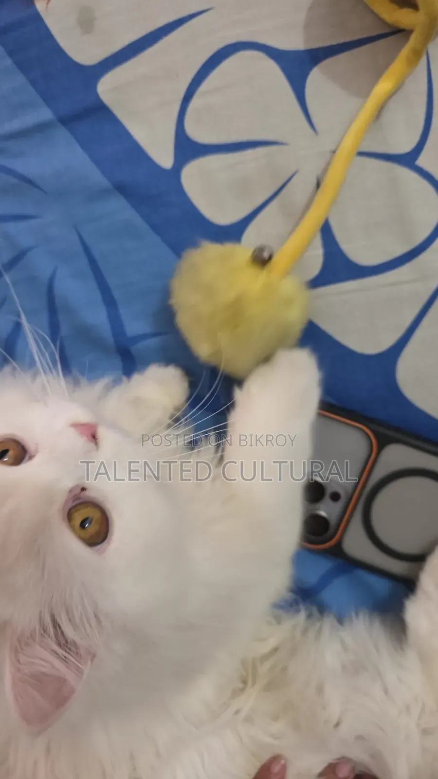3-6 Months Female Purebred Persian