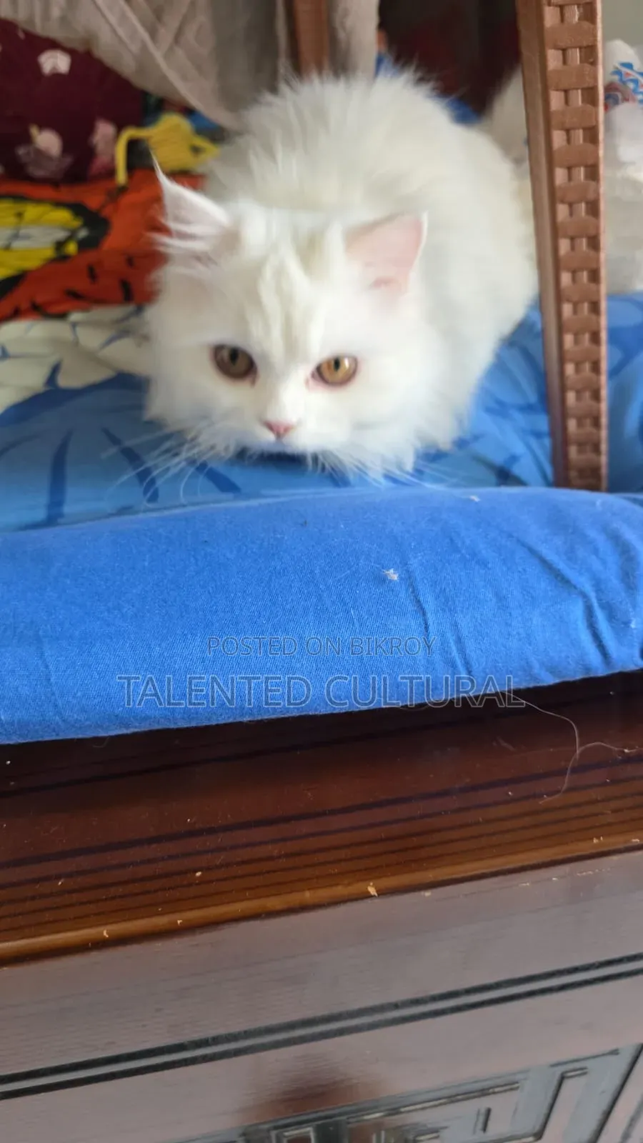 3-6 Months Female Purebred Persian