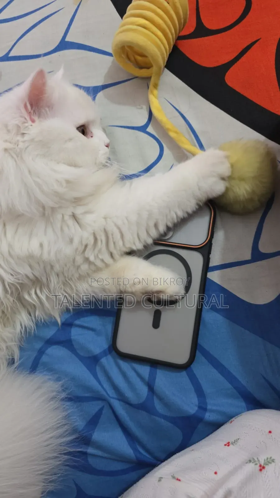 3-6 Months Female Purebred Persian