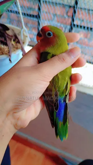 Premium Quality Lovebird Pair with Clear Opaline Marking.