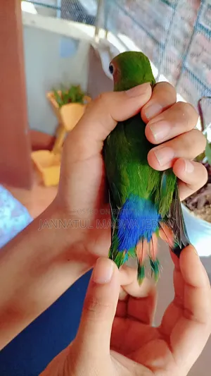 Premium Quality Lovebird Pair with Clear Opaline Marking.