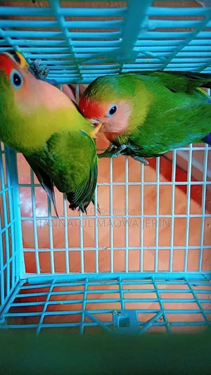 Premium Quality Lovebird Pair with Clear Opaline Marking.