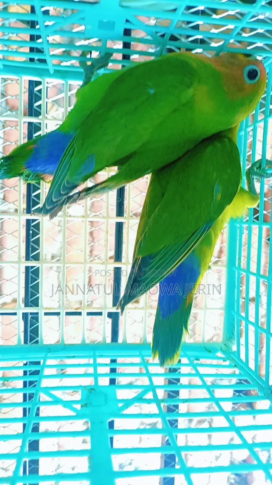 Premium Quality Lovebird Pair with Clear Opaline Marking.