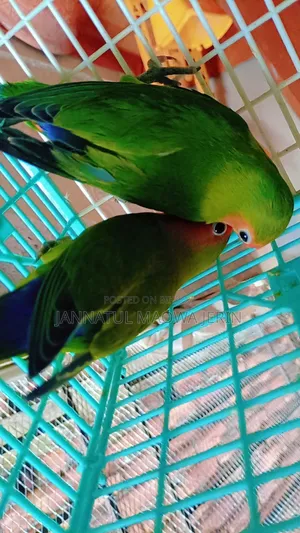 Premium Quality Lovebird Pair with Clear Opaline Marking.