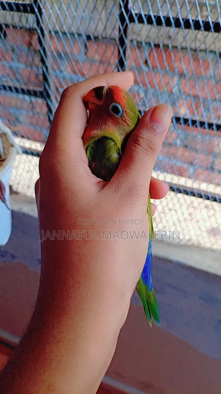 Premium Quality Lovebird Pair with Clear Opaline Marking.