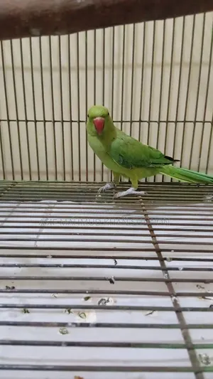 Ringed Parakeet