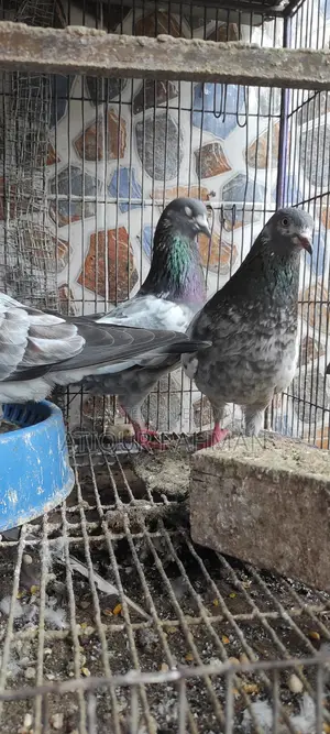 Khacha Shoho Kobutor Sale Hobe