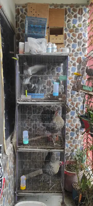 Khacha Shoho Kobutor Sale Hobe