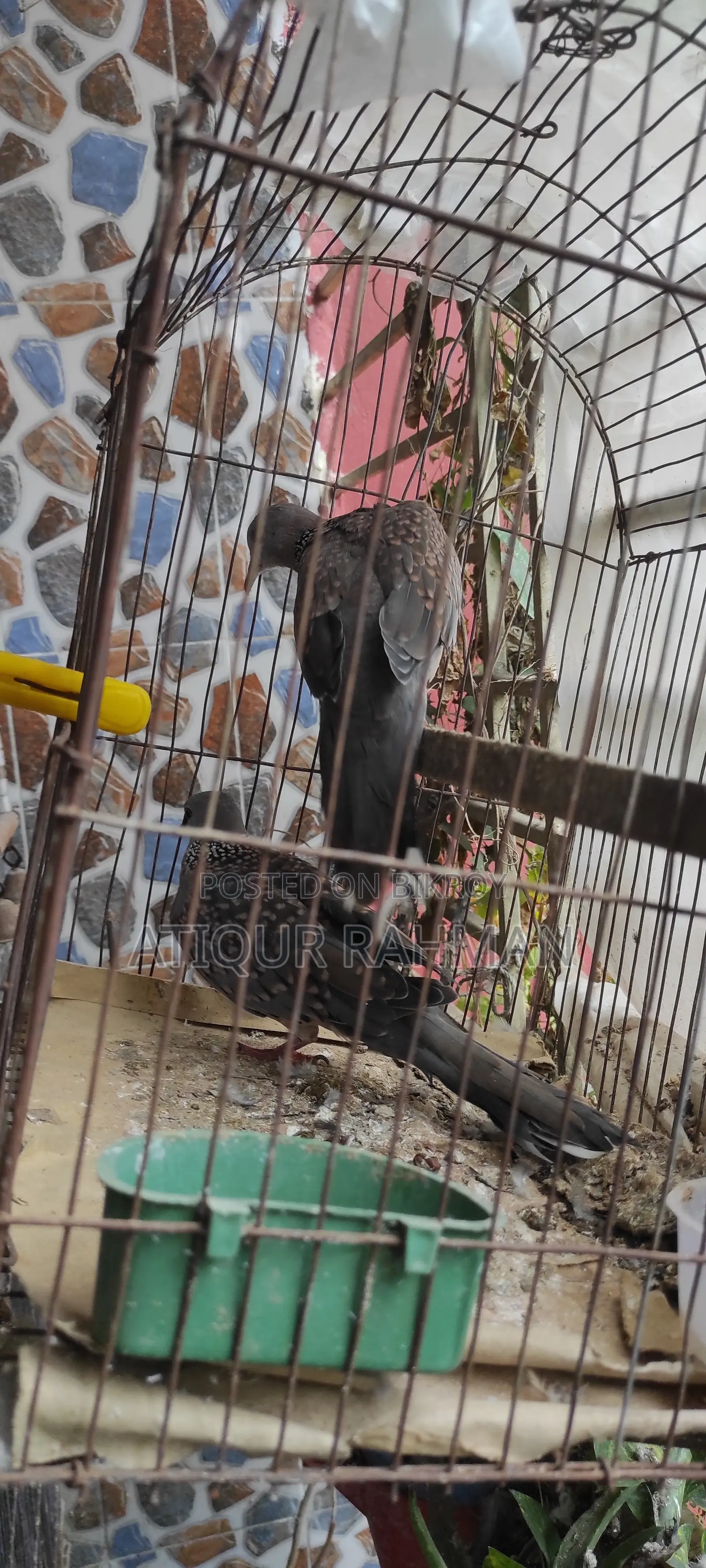 Khacha Shoho Kobutor Sale Hobe