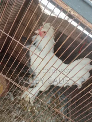 শৌখিন মোরগ