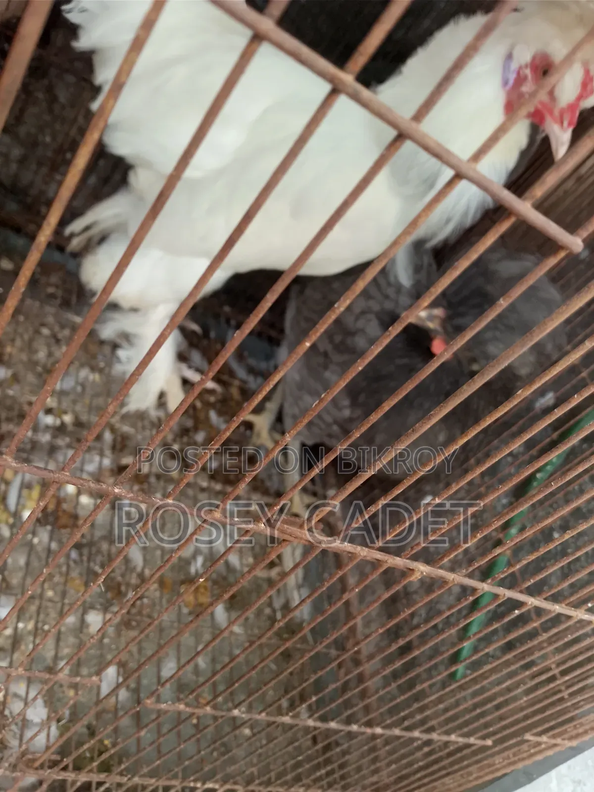 শৌখিন মোরগ
