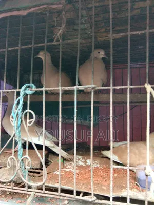 অষ্ট্রেলিয়ান ঘুঘু পাখি