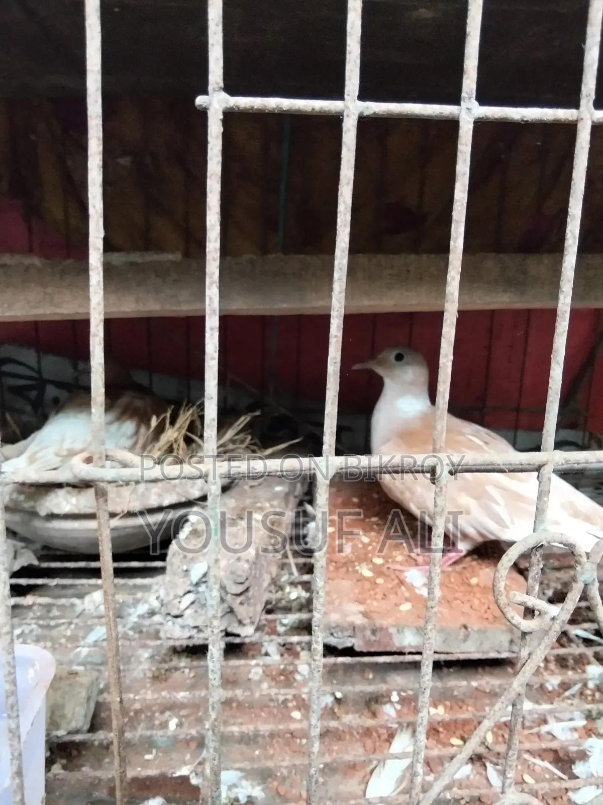 অষ্ট্রেলিয়ান ঘুঘু পাখি