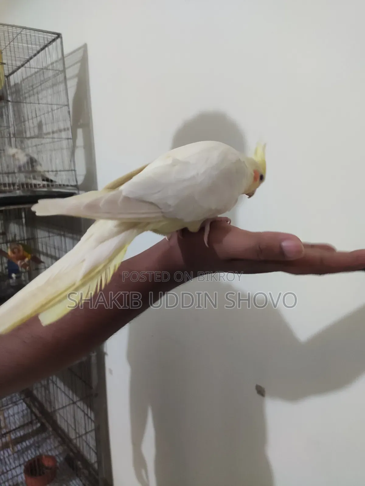 Semi Tame Cockatiel