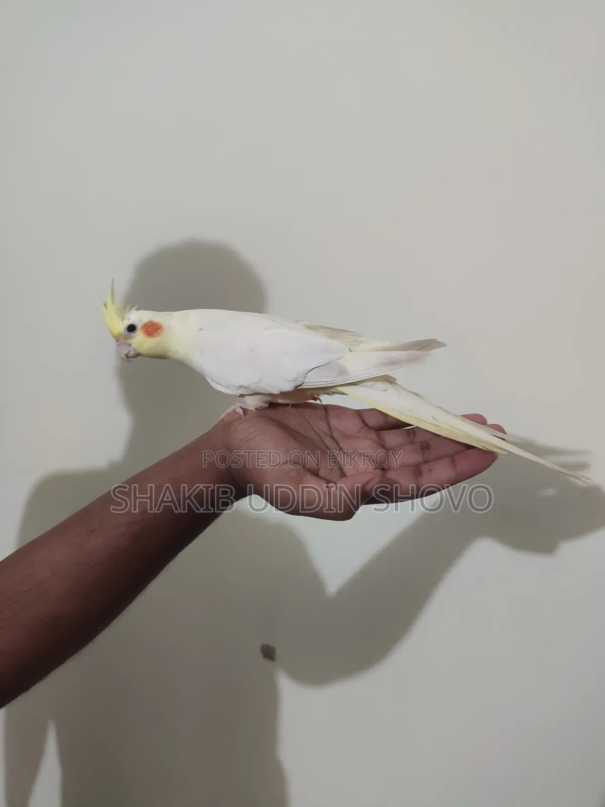 Semi Tame Cockatiel