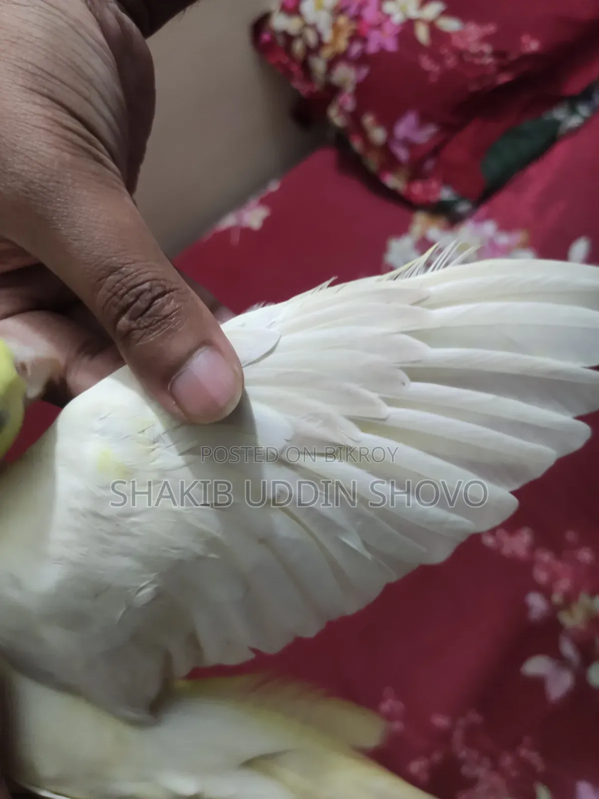 Semi Tame Cockatiel