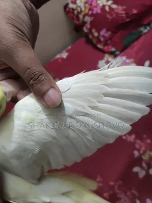 Semi Tame Cockatiel