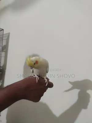 Semi Tame Cockatiel