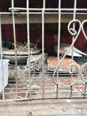অষ্ট্রেলিয়ান ঘুঘু পাখি