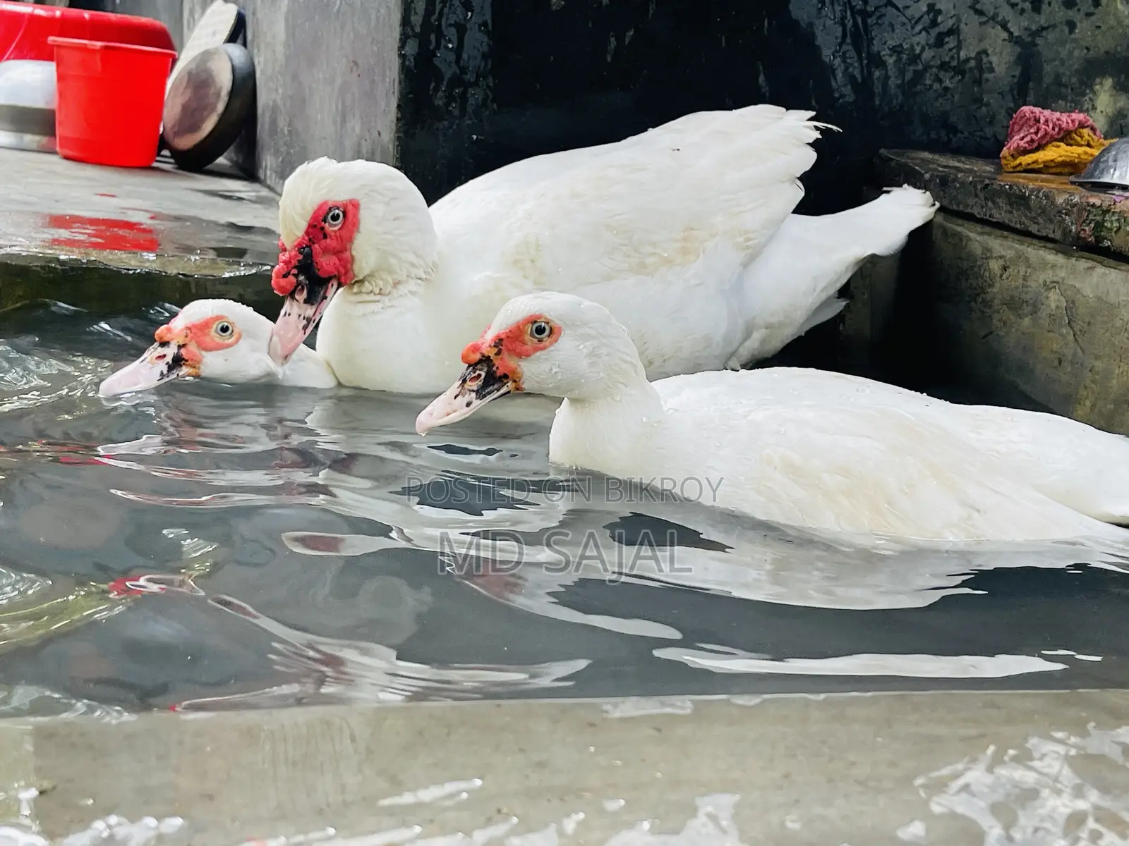 ডিম পাড়া সাদা চিনা হাঁস বিক্রি হবে।