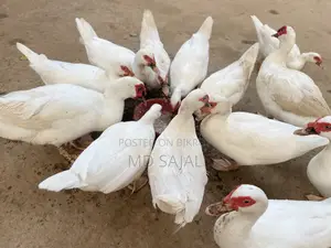 ডিম পাড়া সাদা চিনা হাঁস বিক্রি হবে।