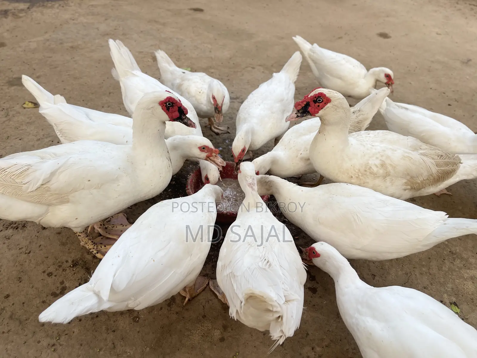 ডিম পাড়া সাদা চিনা হাঁস বিক্রি হবে।