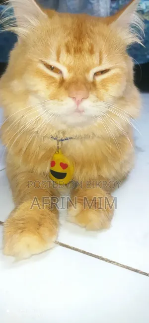6-12 Months Male Purebred Persian