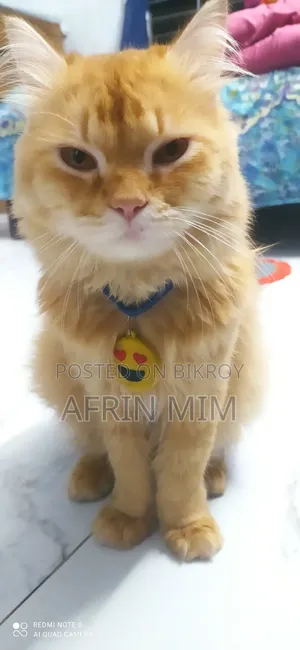 6-12 Months Male Purebred Persian