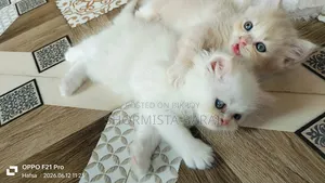 1-3 Months Male Purebred Persian