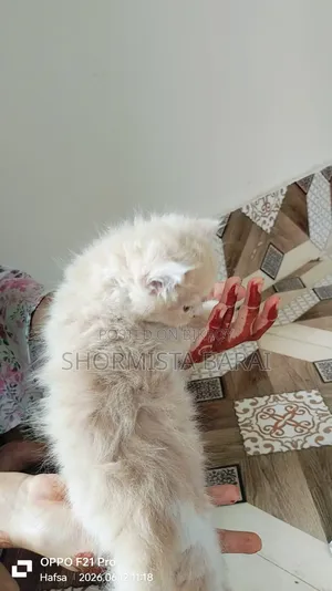 1-3 Months Male Purebred Persian
