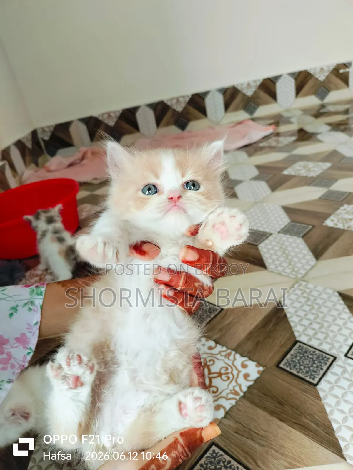 1-3 Months Male Purebred Persian