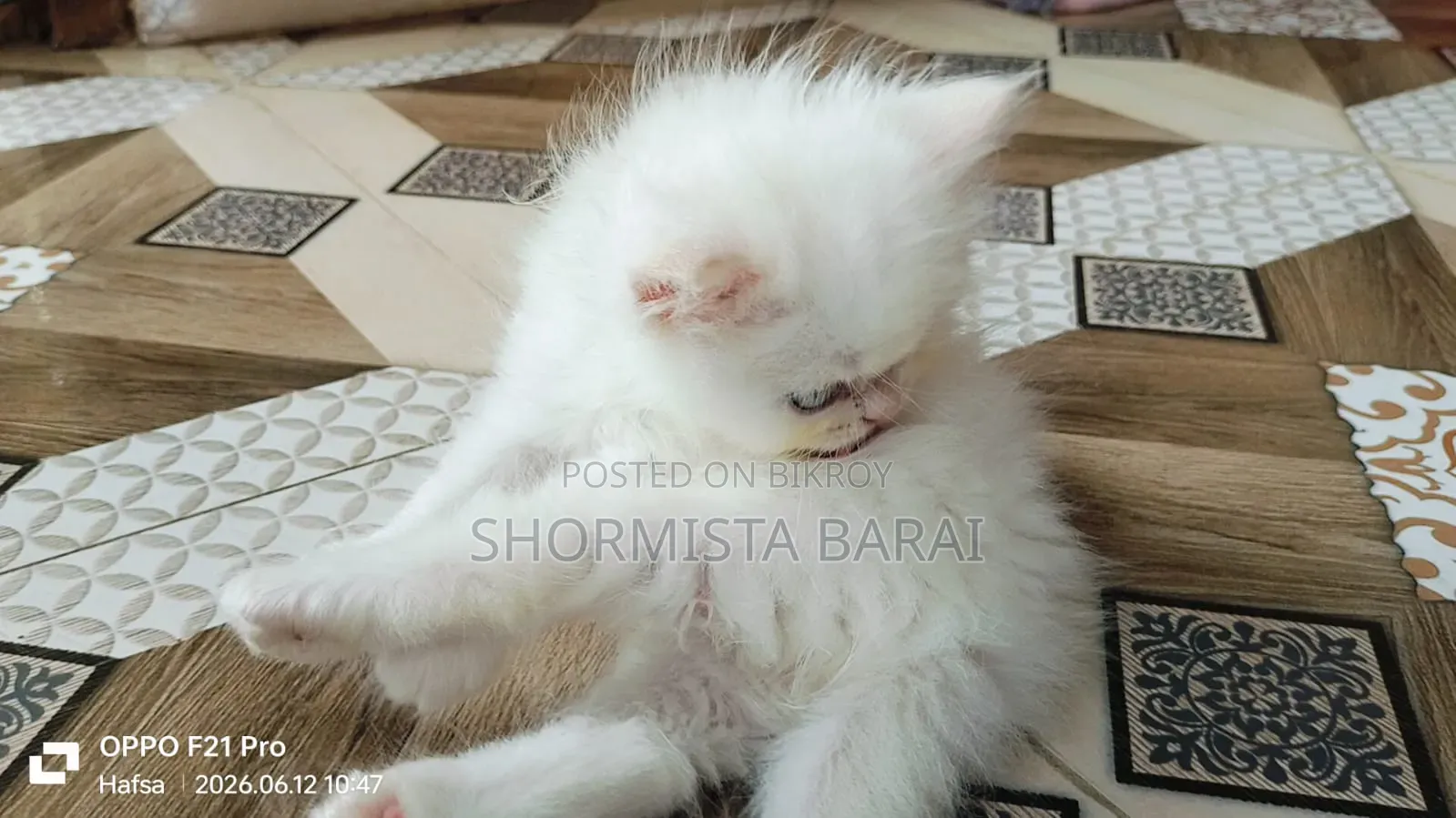 1-3 Months Male Purebred Persian